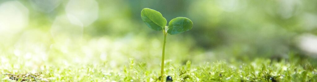 Biodiversität Pflanze