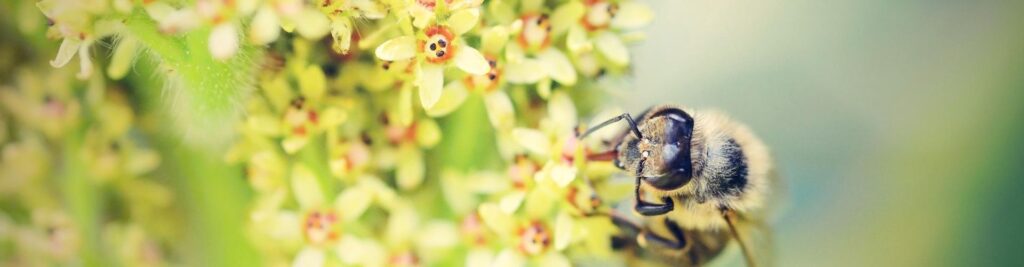 Wildbiene