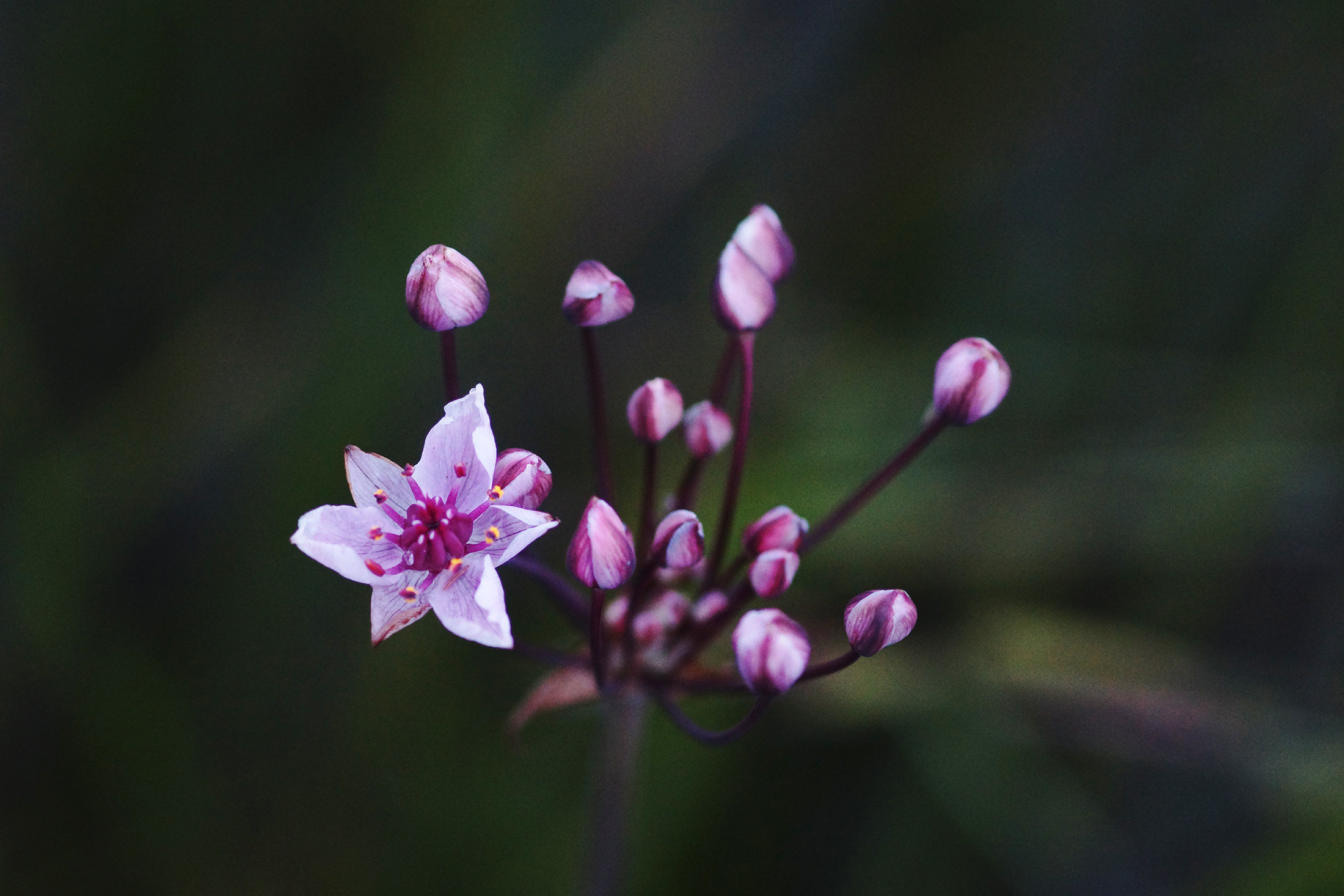 Schwanenblume (Butomus umbellatus)