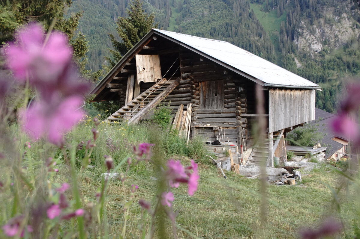 Alphütte Habkern und Wildblumen