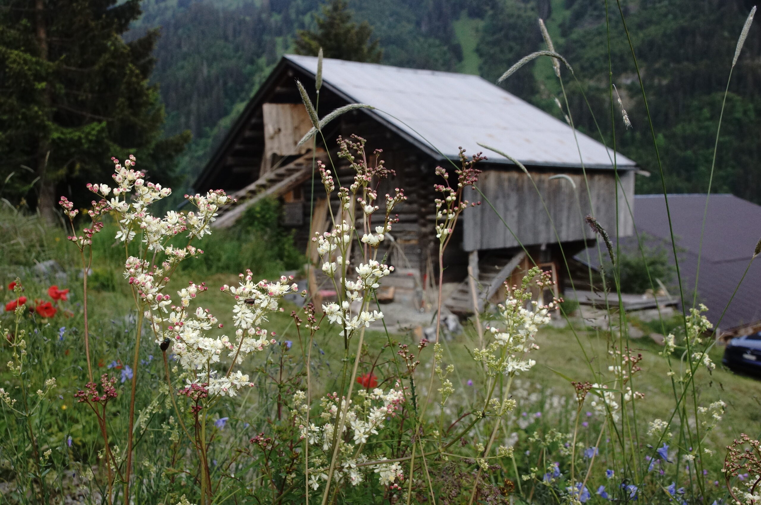 Alphütte in Habkern
