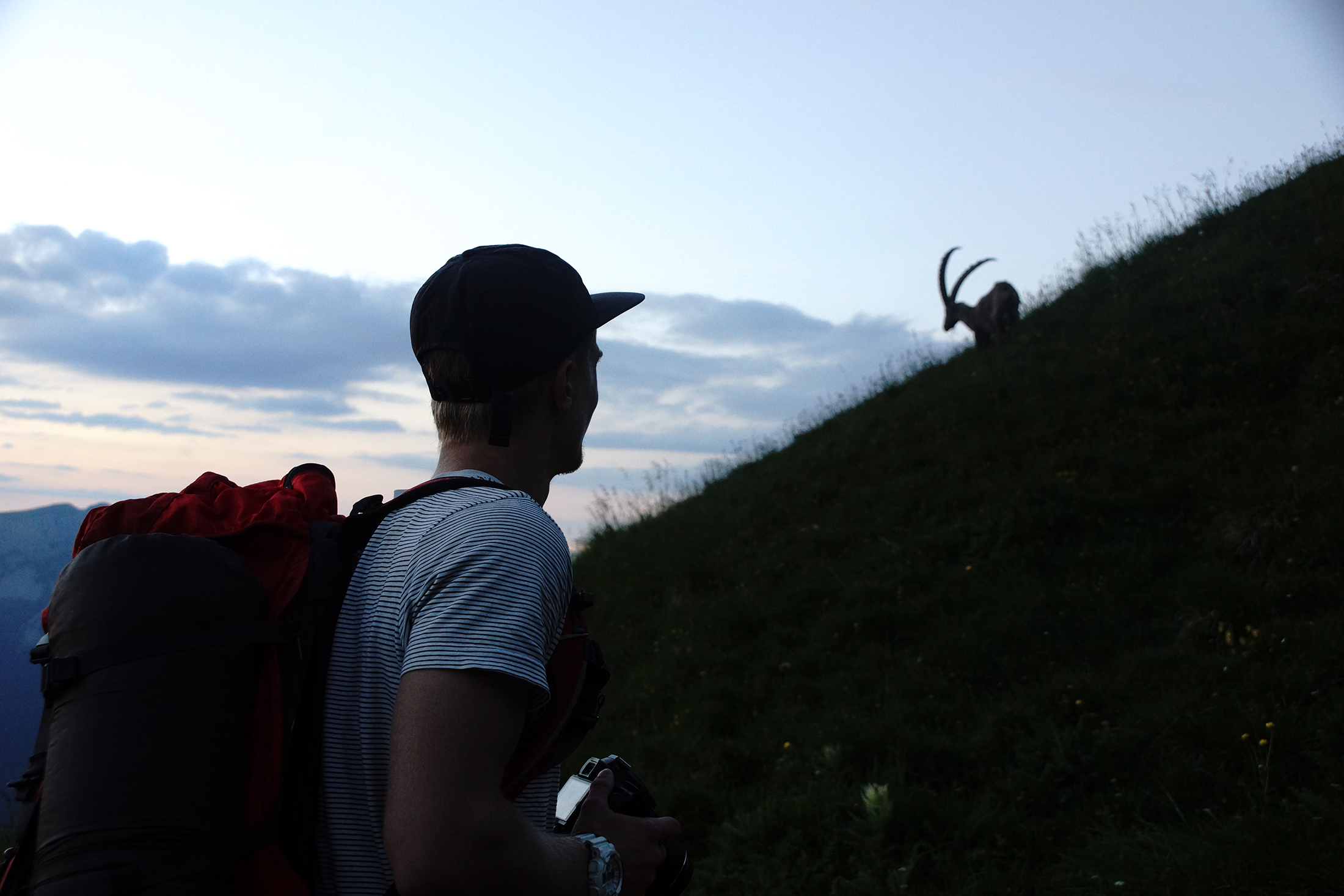 Steinbock Augstmatthorn